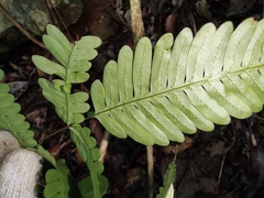 Pteris oshimensis