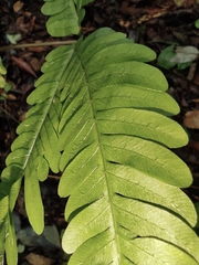 Pteris oshimensis