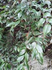 Camellia cuspidata