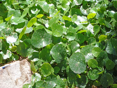 Hydrocotyle verticillata verticillata