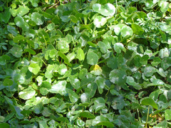 Hydrocotyle verticillata verticillata