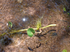 Hydrocotyle verticillata verticillata
