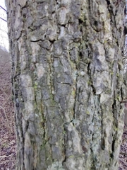 Pseudoschismatomma rufescens