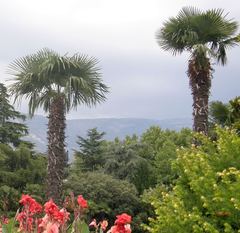 Trachycarpus fortunei