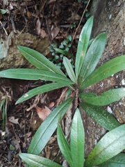 Myrsine seguinii