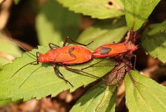 Leptocoris mutilatus