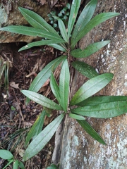 Myrsine seguinii
