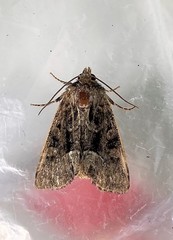 Oligia strigilis