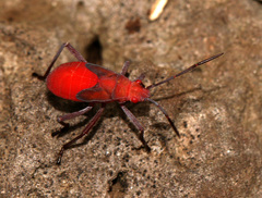 Leptocoris mutilatus