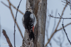 Dendrocopos major