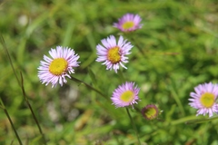 Erigeron uniflorus
