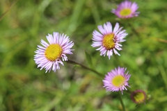Erigeron uniflorus