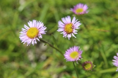 Erigeron uniflorus