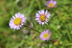 Erigeron uniflorus