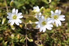 Cerastium carinthiacum