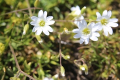 Cerastium carinthiacum