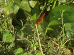 Crocothemis servilia
