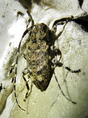 Astyleiopus variegatus