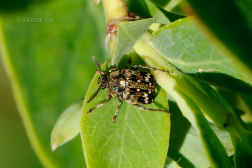 zrniarka hrachová (Bruchus pisorum)