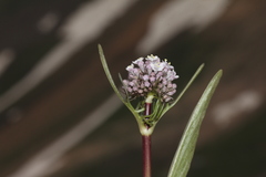 Valeriana leucophaea