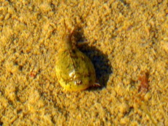 Lepidurus arcticus