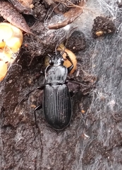 Pterostichus niger