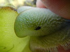 Cyrtobagous salviniae