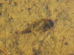 Lepidurus arcticus