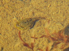 Lepidurus arcticus