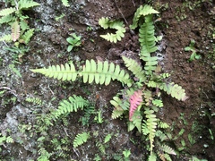 Blechnum polypodioides