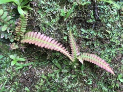 Blechnum polypodioides