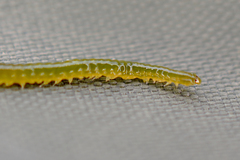 Eulalia clavigera