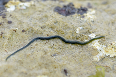 Eulalia clavigera
