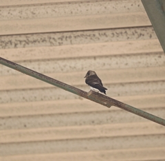Stelgidopteryx ruficollis