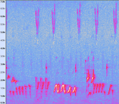 Pterorhinus chinensis