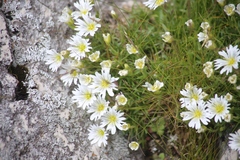 Cerastium carinthiacum