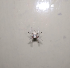 Araneae