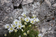 Cerastium carinthiacum