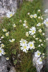 Cerastium carinthiacum