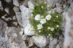 Cerastium carinthiacum