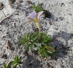 Oxalis hirta