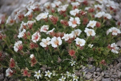Potentilla clusiana
