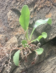 Limonium brasiliense