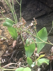 Limonium brasiliense