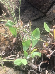 Limonium brasiliense