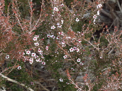 Euryomyrtus ramosissima