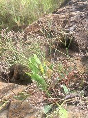 Limonium brasiliense