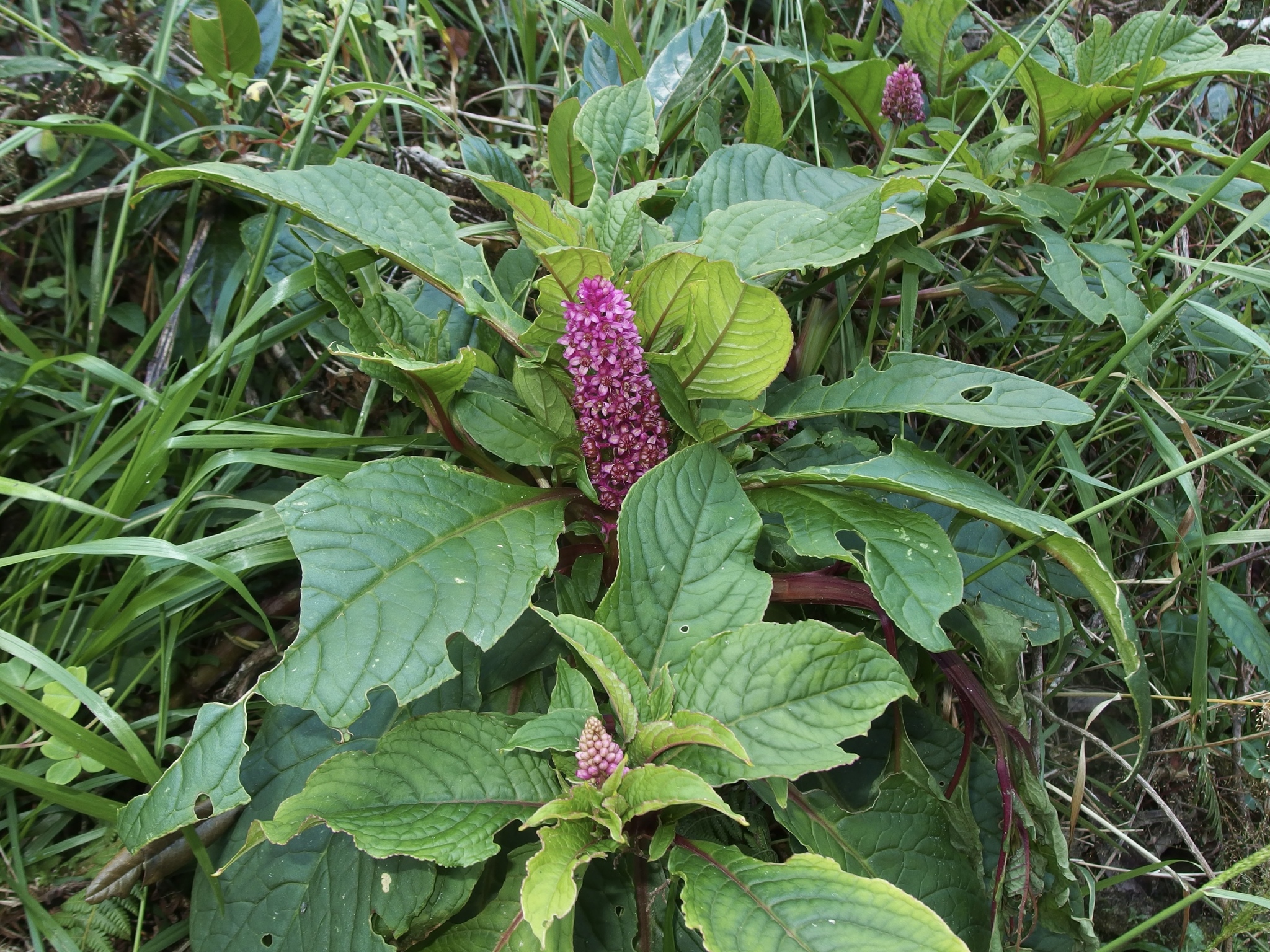 Phytolacca bogotensis image