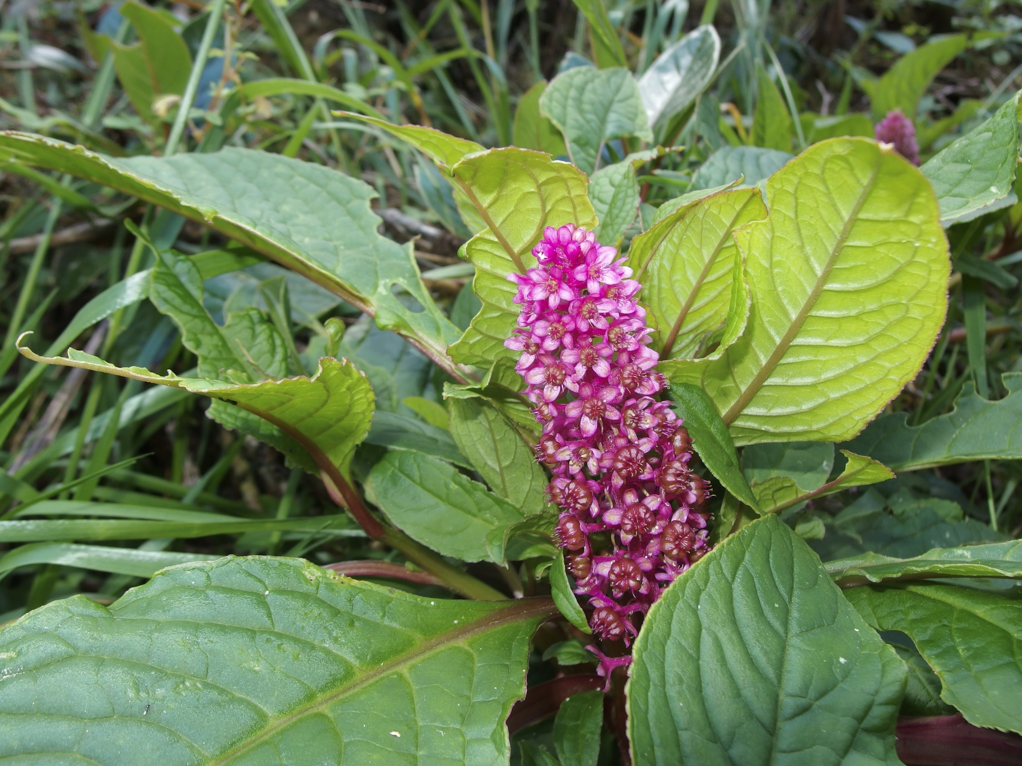 Phytolacca image