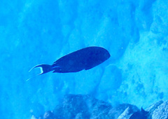 Acanthurus tennentii